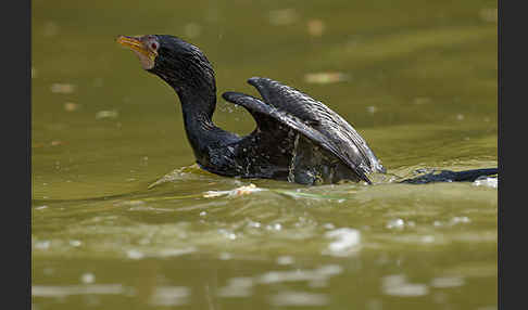 Riedscharbe (Phalacrocorax africanus)