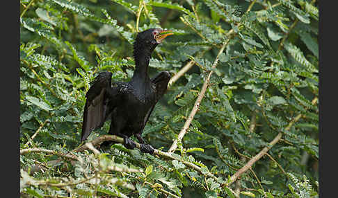 Riedscharbe (Phalacrocorax africanus)