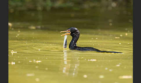 Riedscharbe (Phalacrocorax africanus)