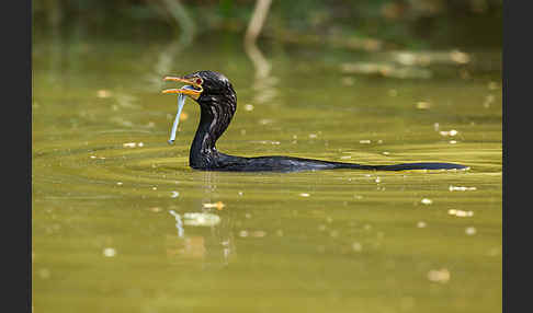 Riedscharbe (Phalacrocorax africanus)