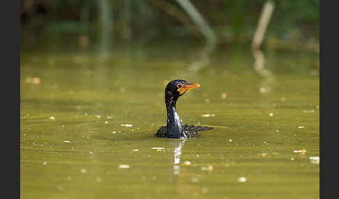 Riedscharbe (Phalacrocorax africanus)