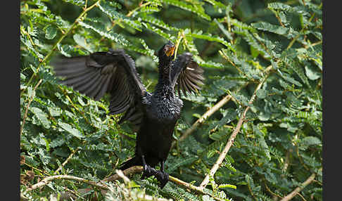 Riedscharbe (Phalacrocorax africanus)