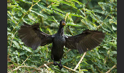 Riedscharbe (Phalacrocorax africanus)