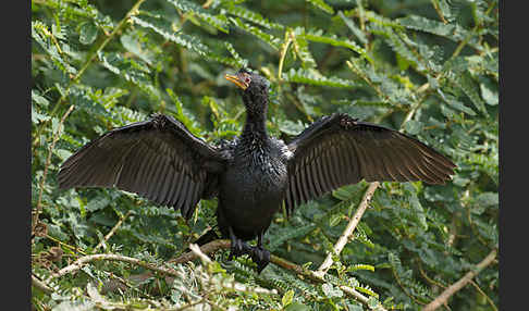 Riedscharbe (Phalacrocorax africanus)