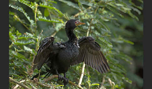 Riedscharbe (Phalacrocorax africanus)