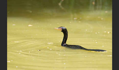 Riedscharbe (Phalacrocorax africanus)