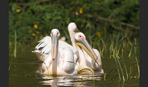 Rosapelikan (Pelecanus onocrotalus)