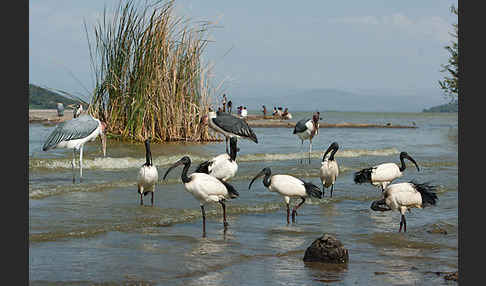 Heiliger Ibis (Threskiornis aethiopicus)