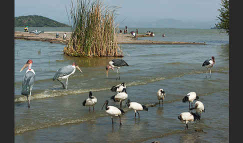 Heiliger Ibis (Threskiornis aethiopicus)