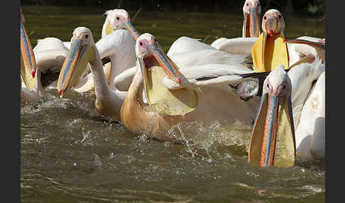 Rosapelikan (Pelecanus onocrotalus)