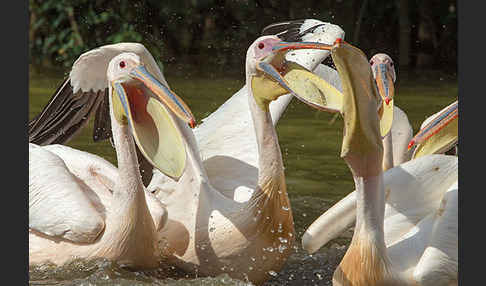 Rosapelikan (Pelecanus onocrotalus)