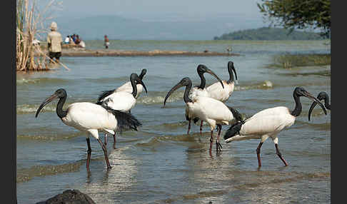 Heiliger Ibis (Threskiornis aethiopicus)