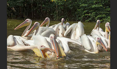 Rosapelikan (Pelecanus onocrotalus)