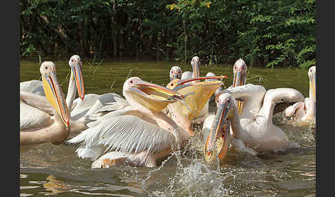 Rosapelikan (Pelecanus onocrotalus)