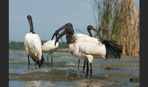 Heiliger Ibis (Threskiornis aethiopicus)