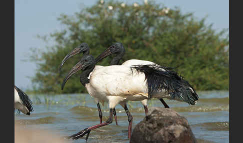 Heiliger Ibis (Threskiornis aethiopicus)