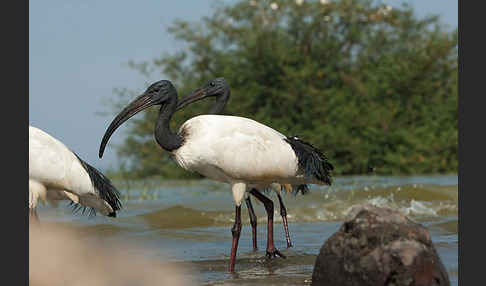 Heiliger Ibis (Threskiornis aethiopicus)