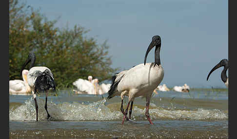 Heiliger Ibis (Threskiornis aethiopicus)