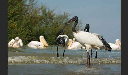 Heiliger Ibis (Threskiornis aethiopicus)