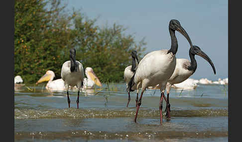 Heiliger Ibis (Threskiornis aethiopicus)