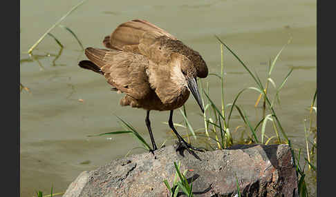 Hammerkopf (Scopus umbretta)