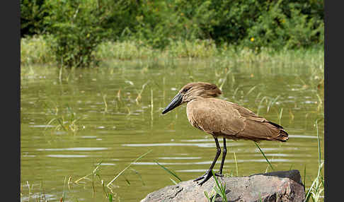 Hammerkopf (Scopus umbretta)