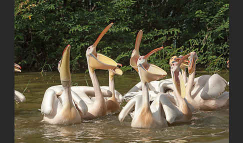 Rosapelikan (Pelecanus onocrotalus)