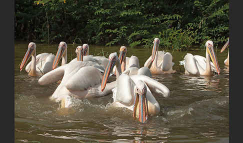 Rosapelikan (Pelecanus onocrotalus)