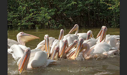 Rosapelikan (Pelecanus onocrotalus)