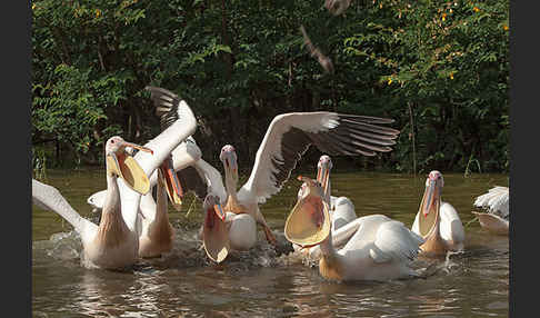 Rosapelikan (Pelecanus onocrotalus)