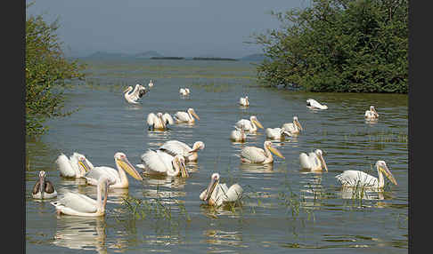 Rosapelikan (Pelecanus onocrotalus)