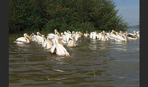 Rosapelikan (Pelecanus onocrotalus)