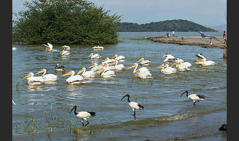 Heiliger Ibis (Threskiornis aethiopicus)