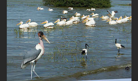 Marabu (Leptoptilos crumiferus)