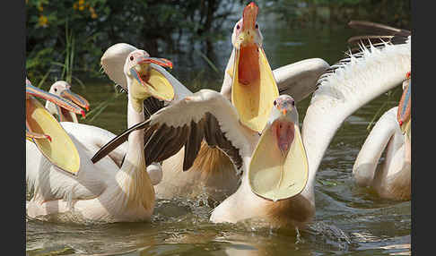 Rosapelikan (Pelecanus onocrotalus)