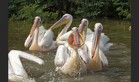 Rosapelikan (Pelecanus onocrotalus)
