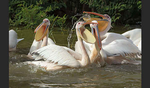 Rosapelikan (Pelecanus onocrotalus)