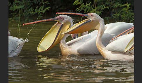 Rosapelikan (Pelecanus onocrotalus)