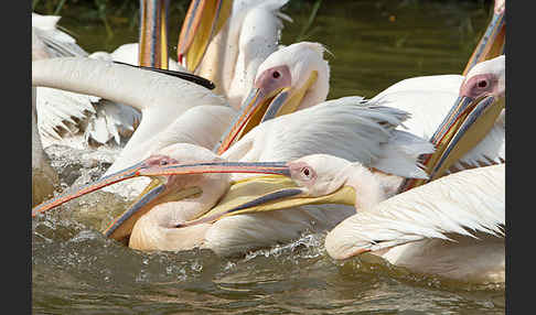 Rosapelikan (Pelecanus onocrotalus)