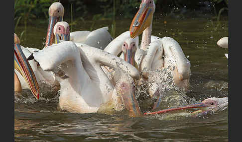 Rosapelikan (Pelecanus onocrotalus)