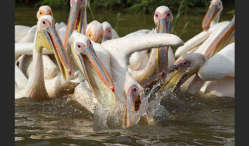 Rosapelikan (Pelecanus onocrotalus)