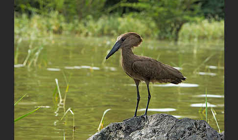 Hammerkopf (Scopus umbretta)