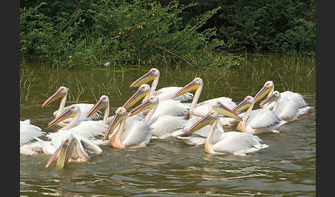 Rosapelikan (Pelecanus onocrotalus)