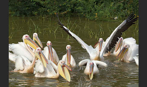 Rosapelikan (Pelecanus onocrotalus)