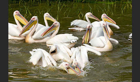 Rosapelikan (Pelecanus onocrotalus)