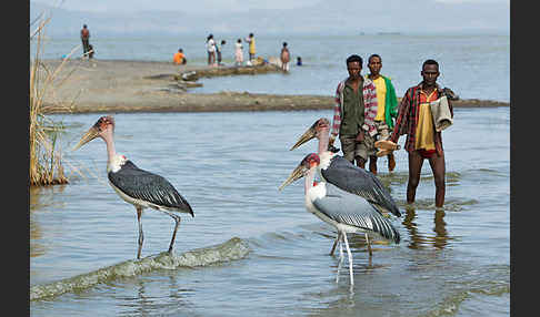 Marabu (Leptoptilos crumiferus)