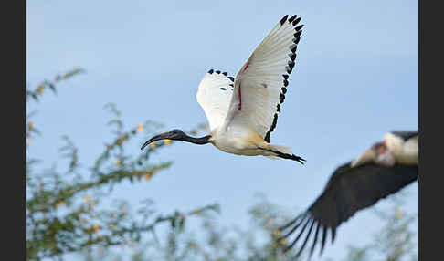 Heiliger Ibis (Threskiornis aethiopicus)