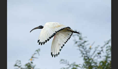 Heiliger Ibis (Threskiornis aethiopicus)