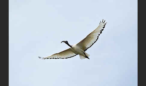 Heiliger Ibis (Threskiornis aethiopicus)