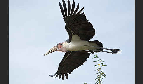 Marabu (Leptoptilos crumiferus)